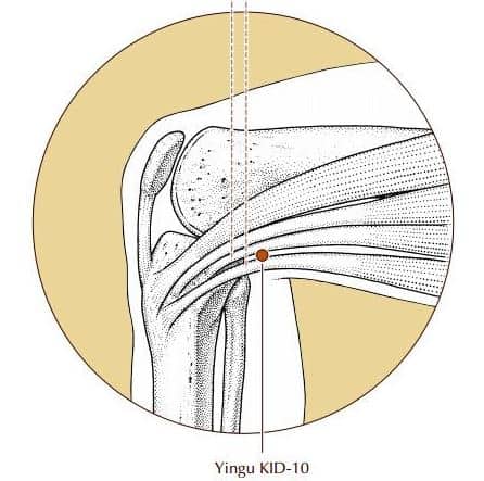 Emplacement du point d'acupuncture Yin gu